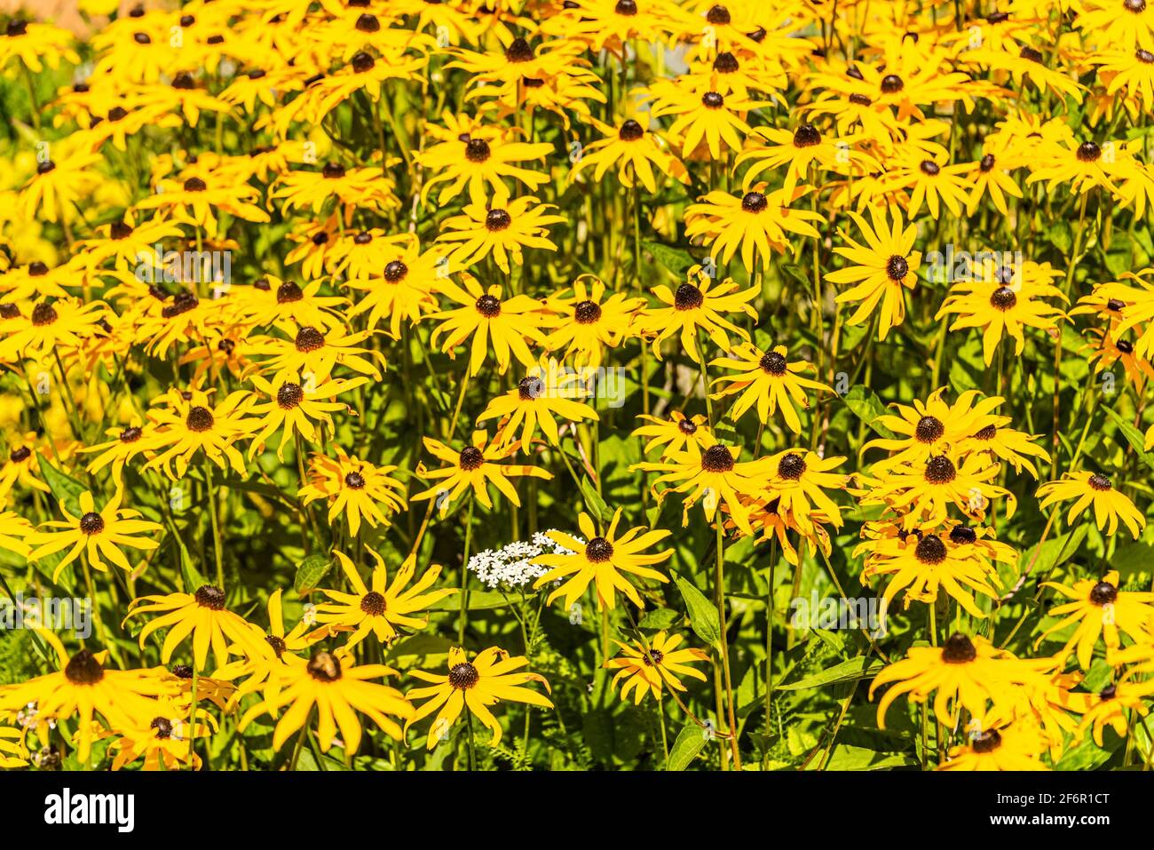 Yellow decorative flowers with white achilea flower on sunny day Stock Photo