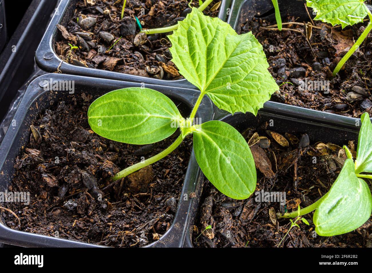 cucumber seedlings in plastic pots with potting soil. Plants in the second true leaf stage are illuminated by natural sunlight Stock Photo