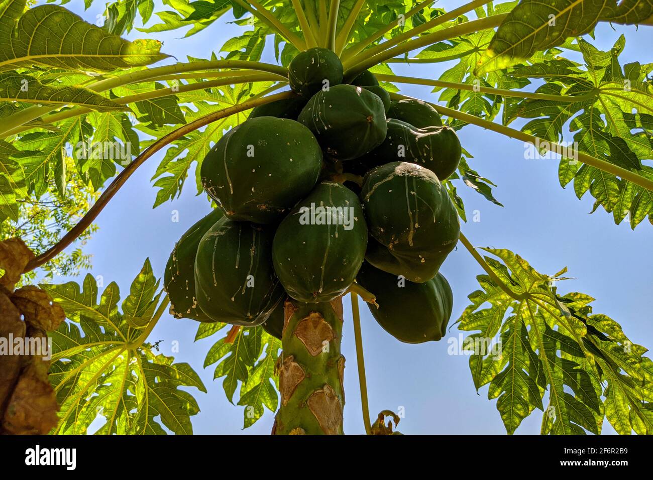 Green papaya hires stock photography and images Alamy