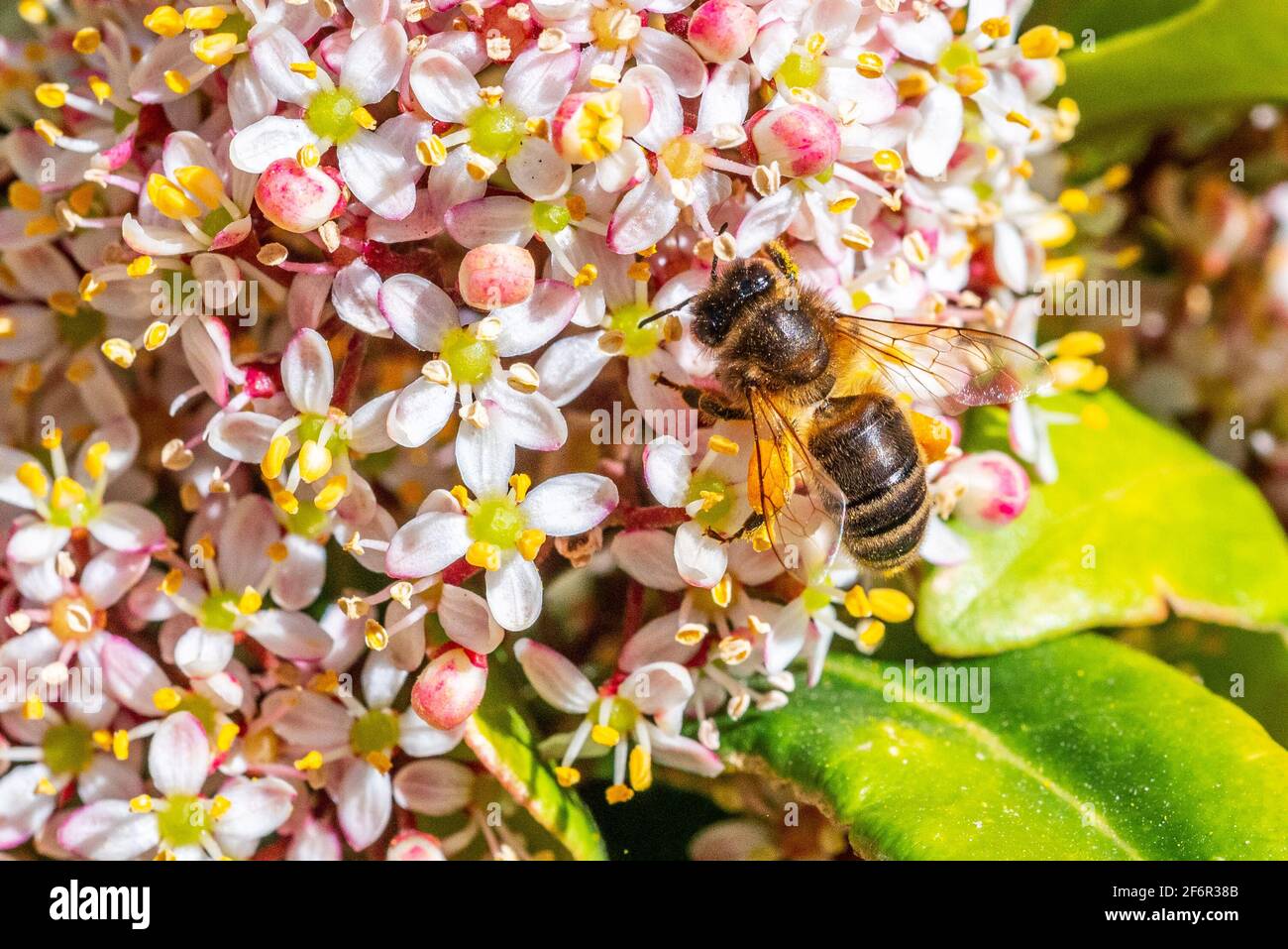 Worker bee (honey bee) busy on a flowering viburnum tinus bush