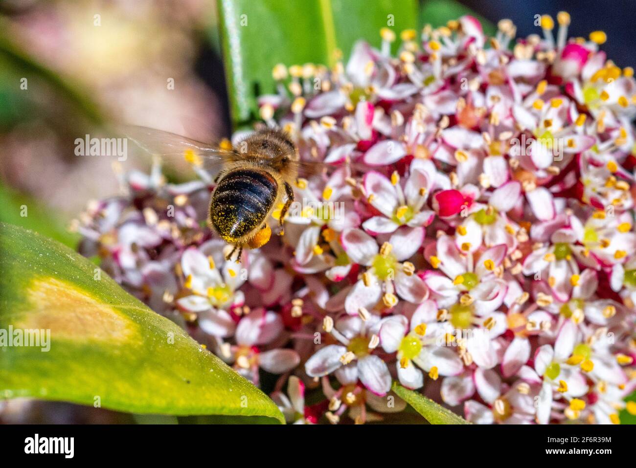 Worker bee (honey bee) in flight above on a flowering viburnum tinus bush (Gwenllian) in April, UK Stock Photo