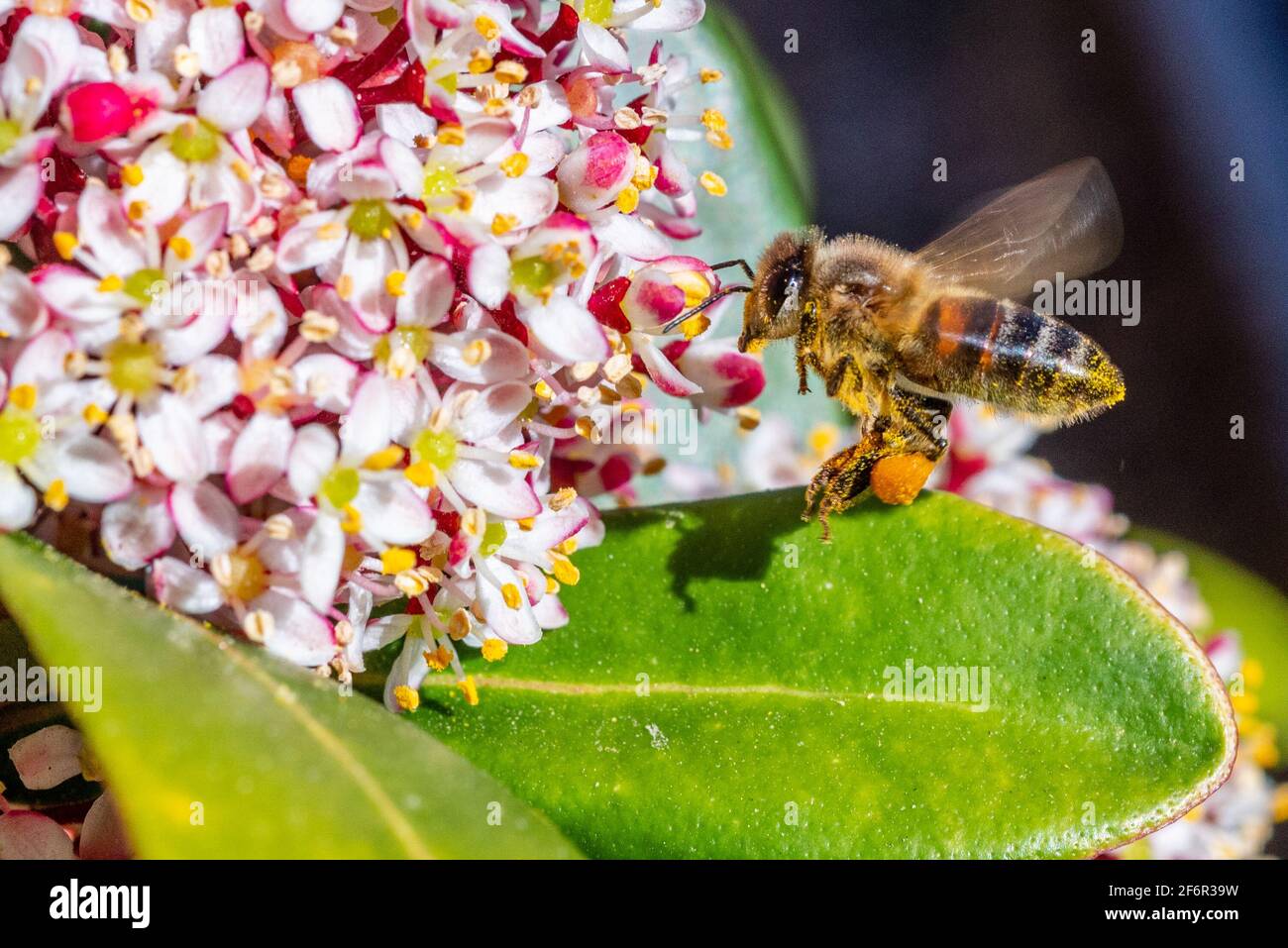 Worker bee (honey bee) busy on a flowering viburnum tinus bush