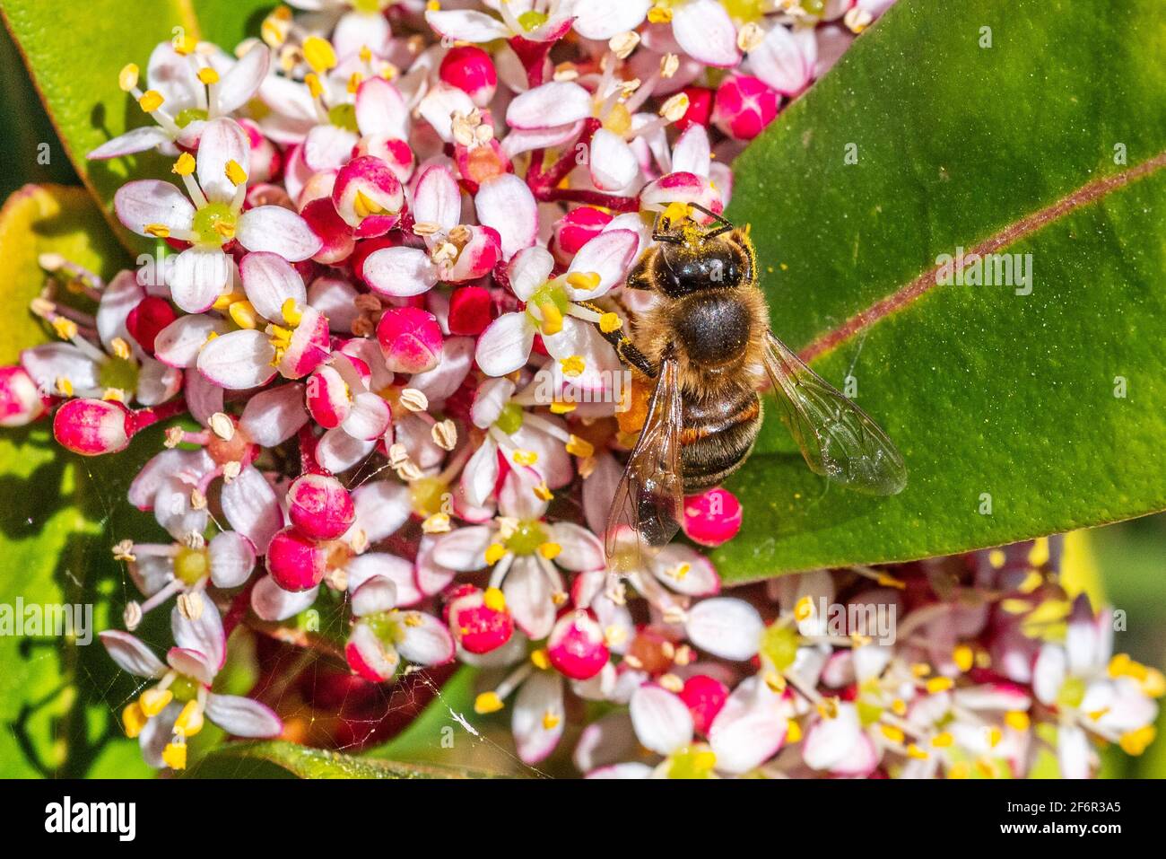 Worker bee (honey bee) busy on a flowering viburnum tinus bush