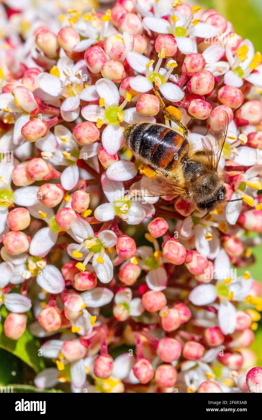 Worker bee (honey bee) busy on a flowering viburnum tinus bush