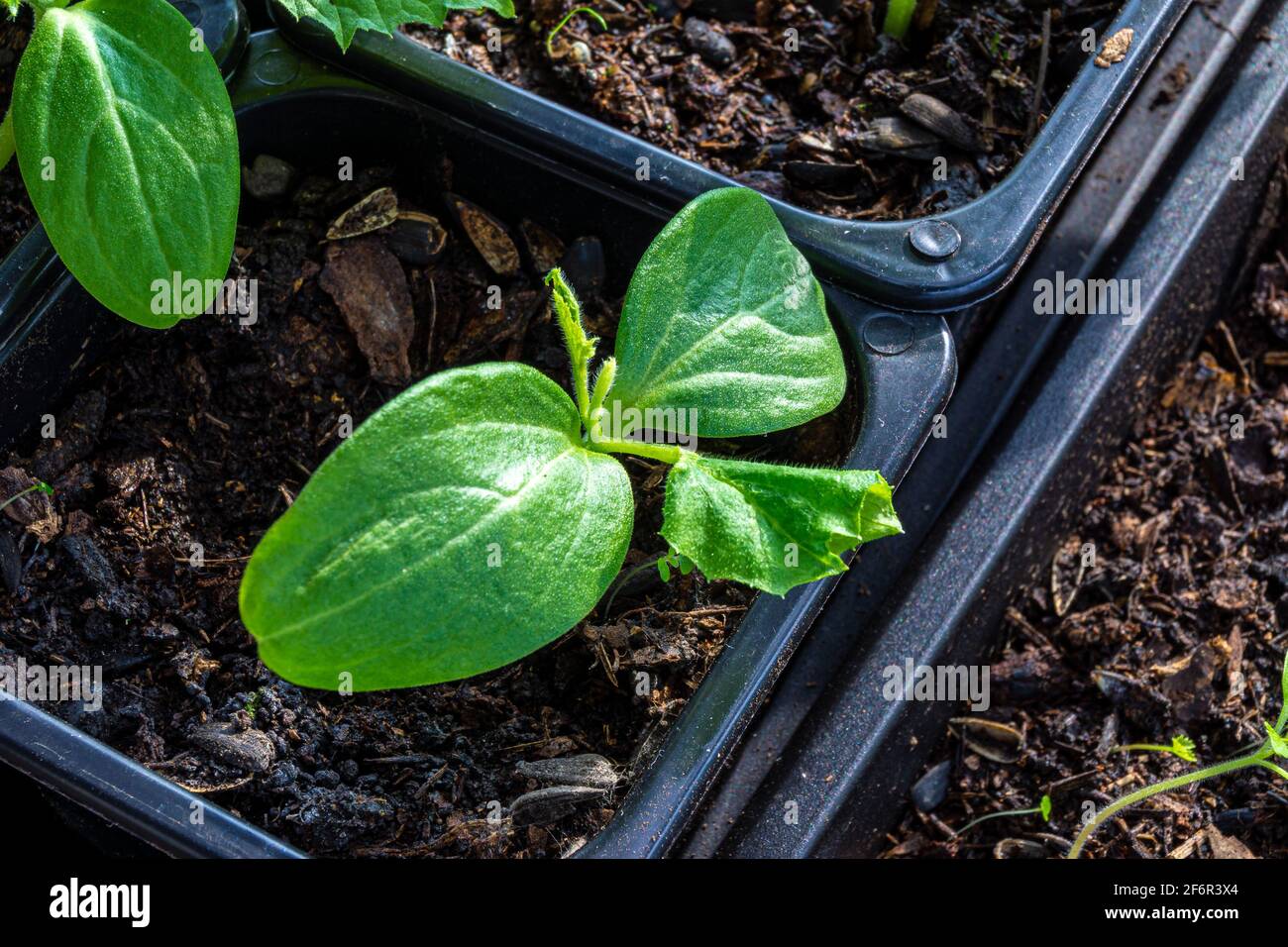 seedlings of cucumber in a pot of potting soil, unfavorable conditions led to the wilting of these leaves. Seedling leaves dry up. Stock Photo
