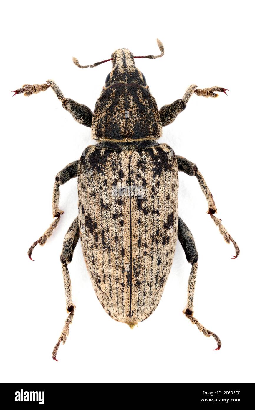 Sugarbeet weevil (Asproparthenis punctiventris formerly Bothynoderes punctiventris). It is an important pest of beet crops. Isolated Stock Photo