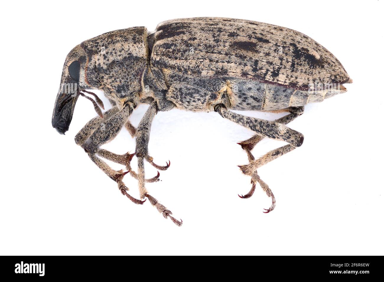 Sugar beet weevil (Asproparthenis punctiventris formerly Bothynoderes punctiventris). It is an important pest of beet crops. Isolated Stock Photo
