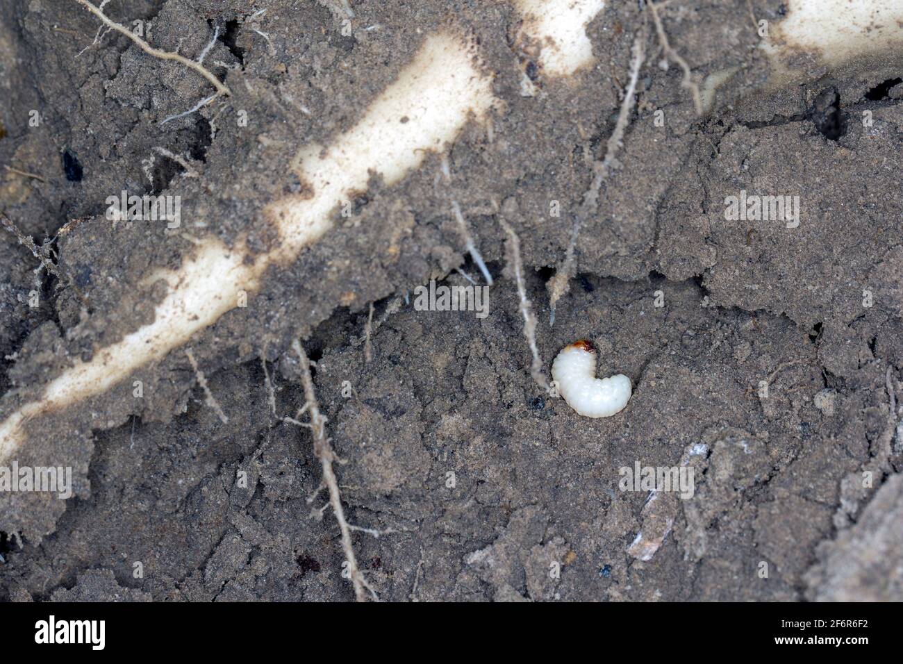 Larva of Sugarbeet weevil (Asproparthenis punctiventris formerly Bothynoderes punctiventris) on leaves damaged beetroot plants. Stock Photo