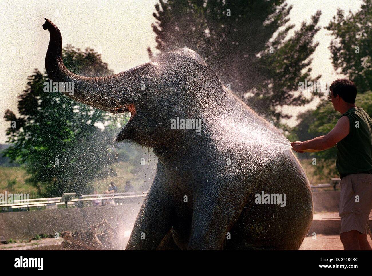 WEATHER SUMMER ELEPHANT WASH REGENTS PARK ZOOLAYANG LAYANG THE ASIAN ELEPHANT TAKES A WELCOME SHOWER FROM HIS HANDLER JIM ROBSON. Stock Photo
