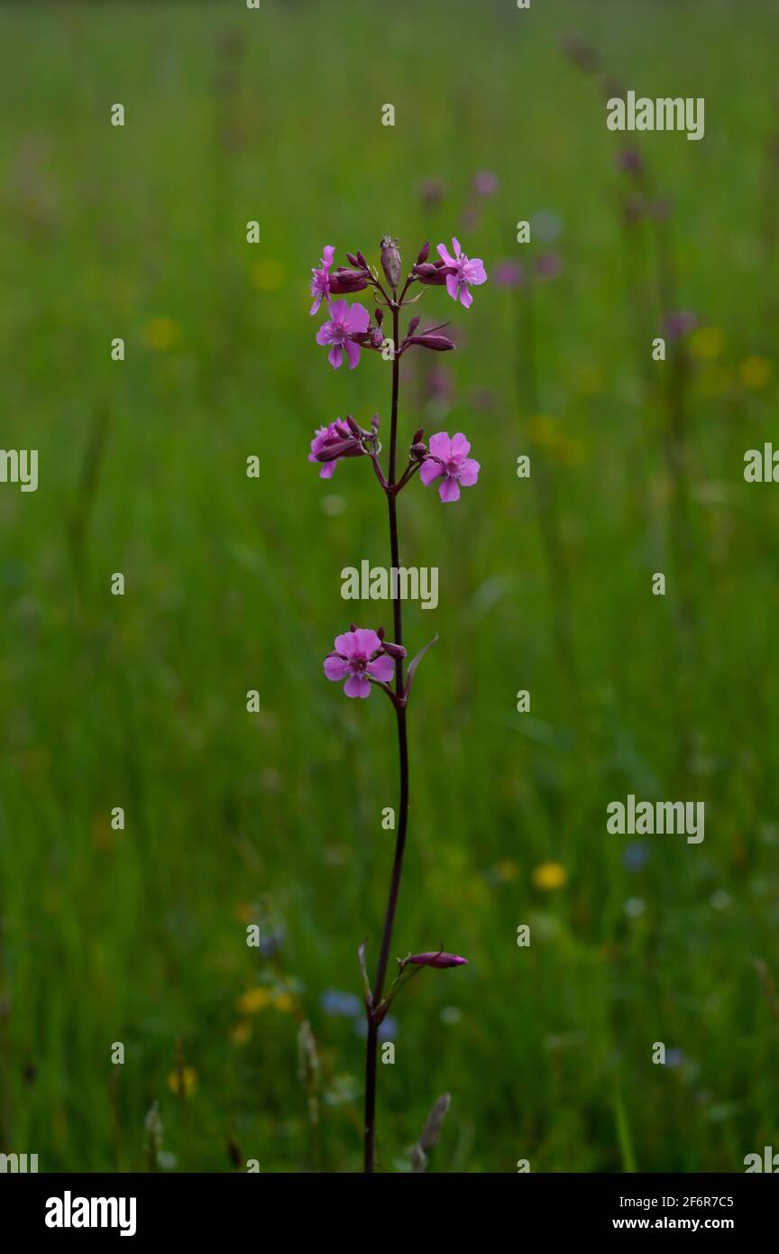Red campion wild flowers - silene dioica, in nature on a field Stock Photo