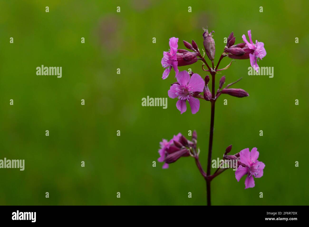 Red campion wild flowers - silene dioica, in nature on a field Stock Photo