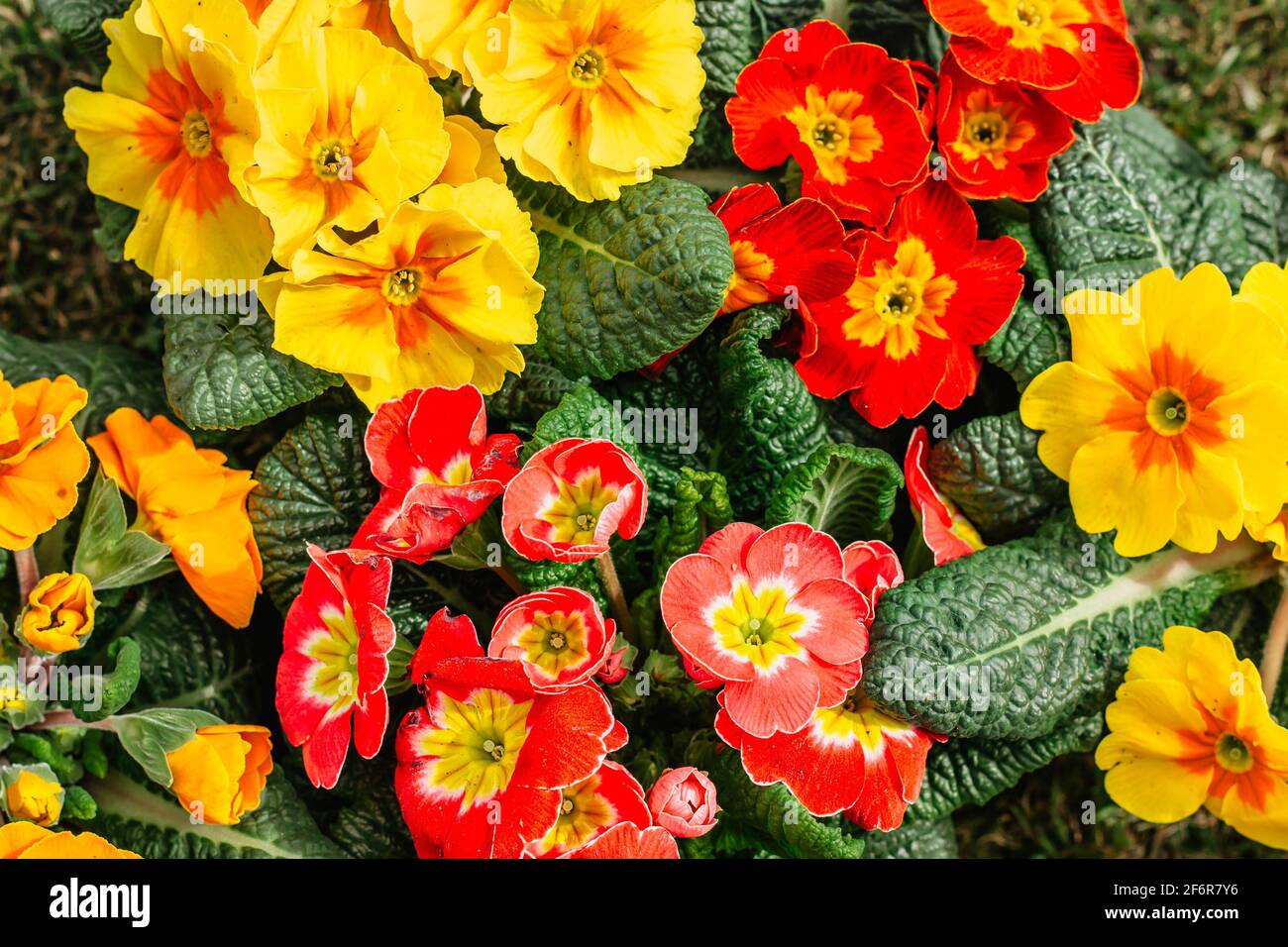 Multicolor Garden Primula Flowers top view. Primrose Primula Vulgaris blossom. Plants in spring garden. Blooming colorful flowers.Happy Easter floral Stock Photo