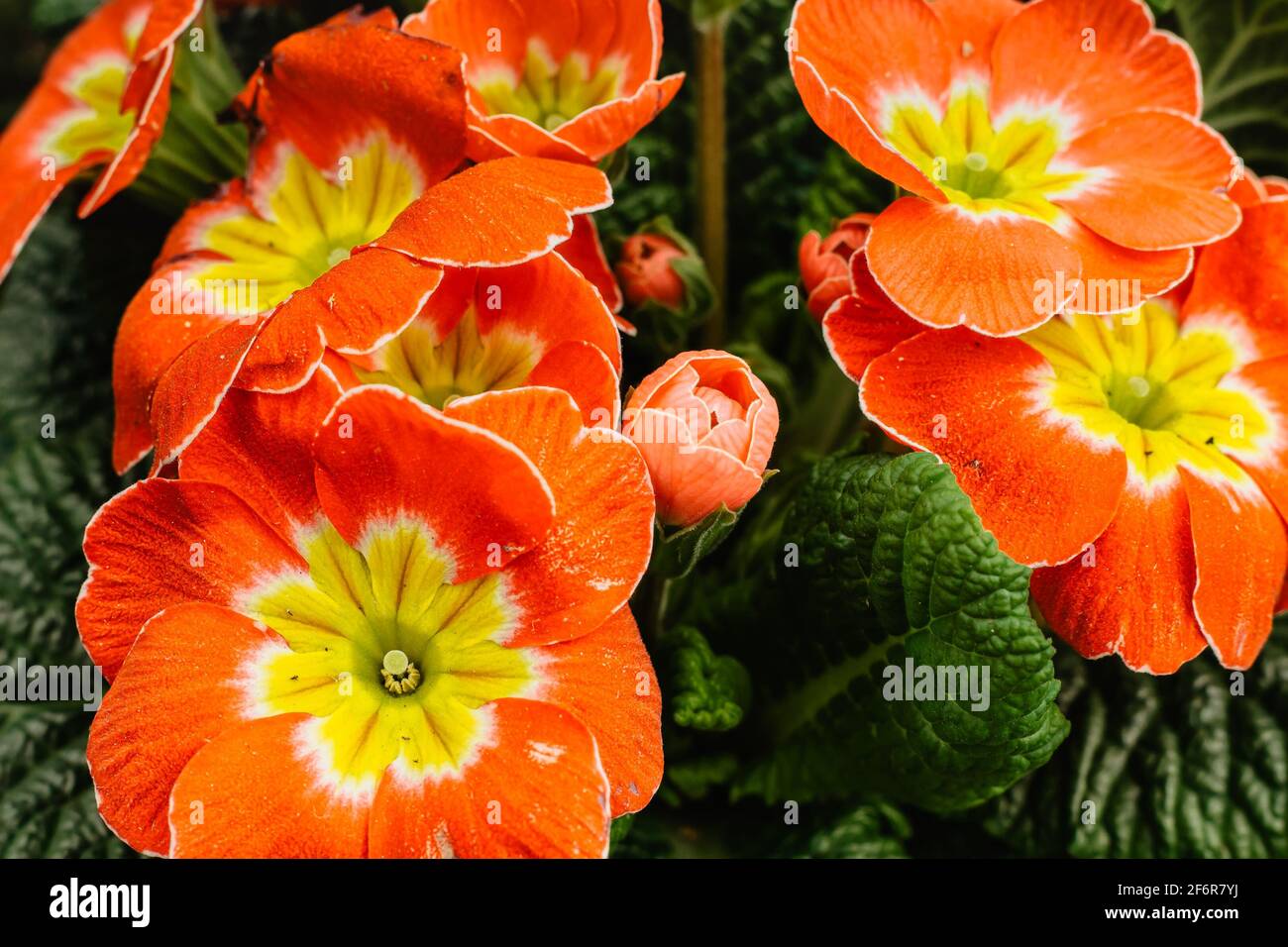 Multicolor Garden Primula Flowers top view. Primrose Primula Vulgaris blossom. Plants in spring garden. Blooming colorful flowers.Happy Easter floral Stock Photo