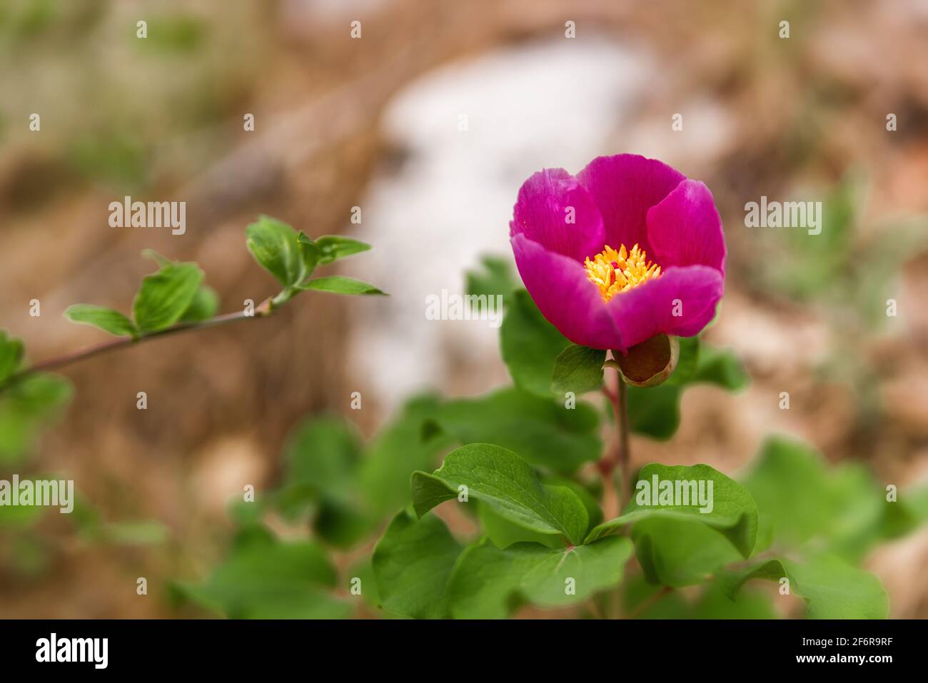 Wild pink peonies bloom in the spring in the forest. Pink peonies close-up on a forest background. Stock Photo