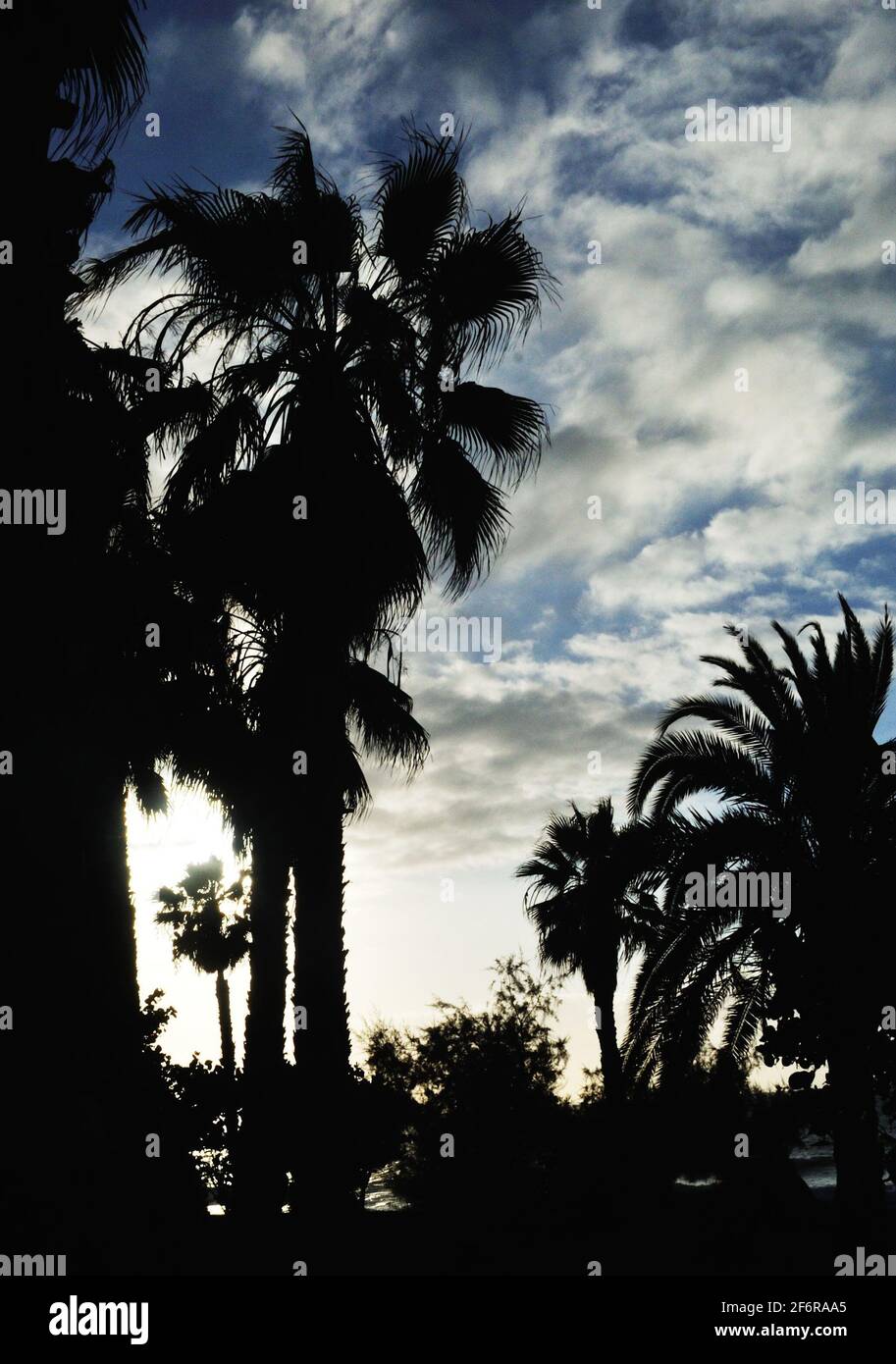 the palm trees hide the midafternoon sun and turn dark Stock Photo Alamy