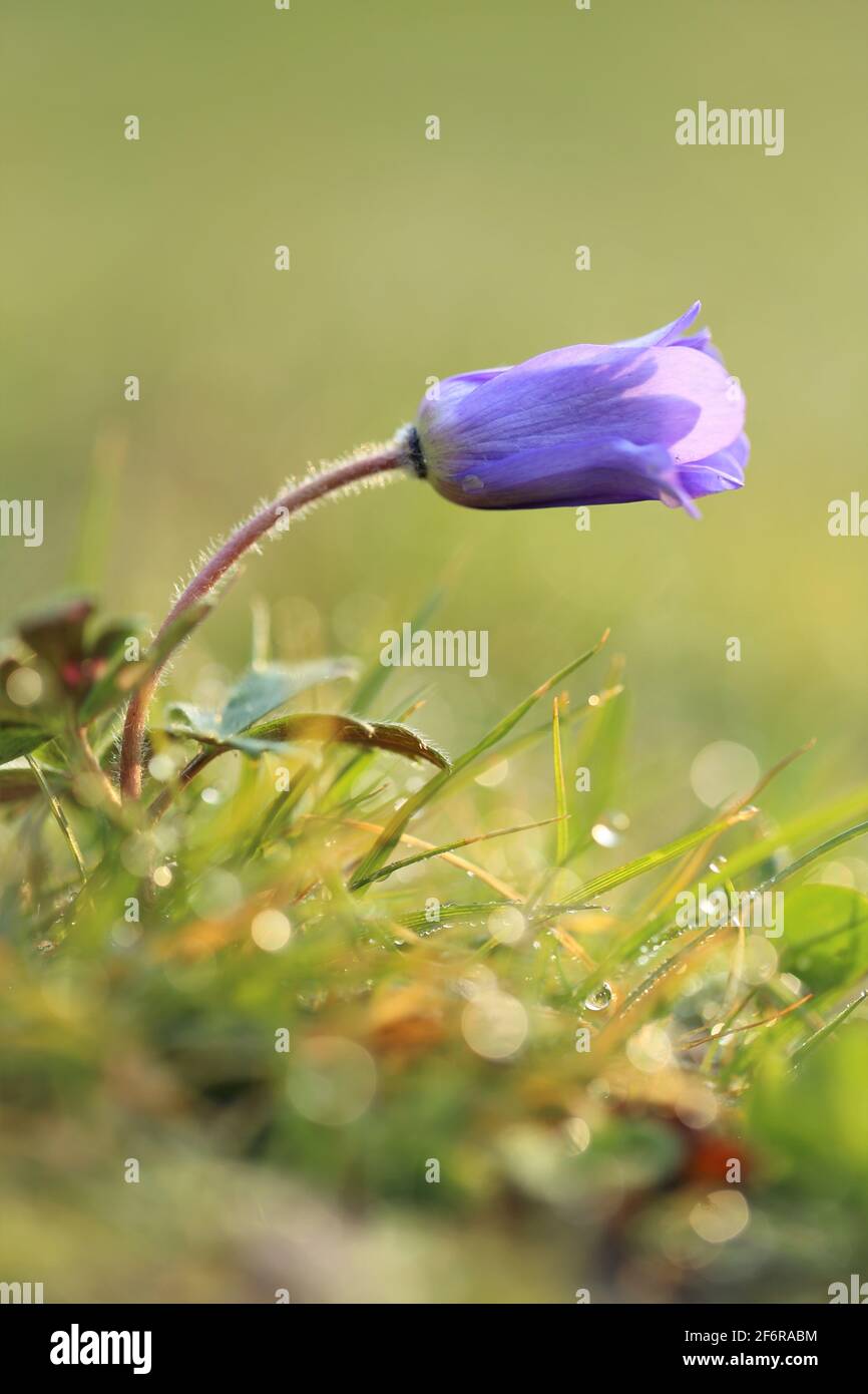 Bell Flower Blue Bell In Green Grass With Water Drops Spring Flowers And Nature Spring And Summer Seasons Beautiful Floral Nature Background Stock Photo Alamy Bell Flower Blue Bell In Green Grass With Water Drops Spring Flowers And Nature Spring And Summer Seasons Beautiful Floral Nature Background Stock Photo Alamy