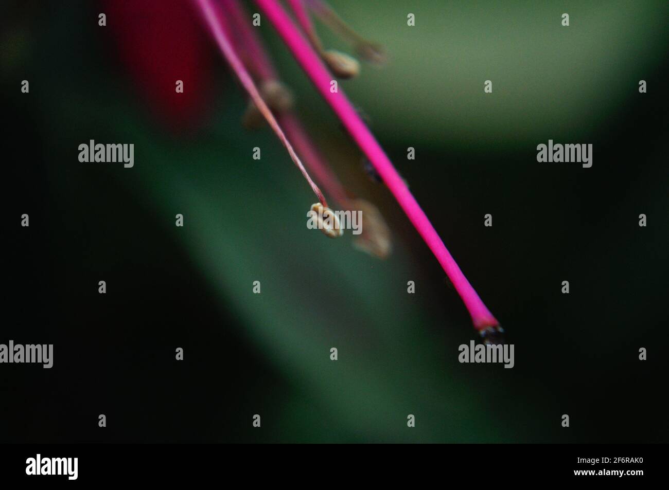 the stamens or pistils, no matter what they are called but they