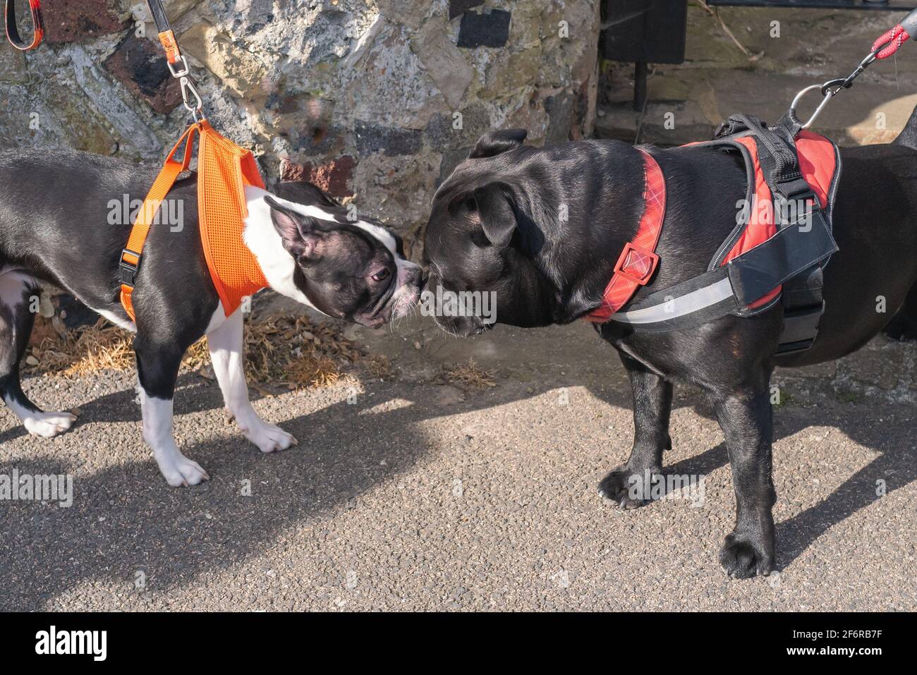 boston terrier harness