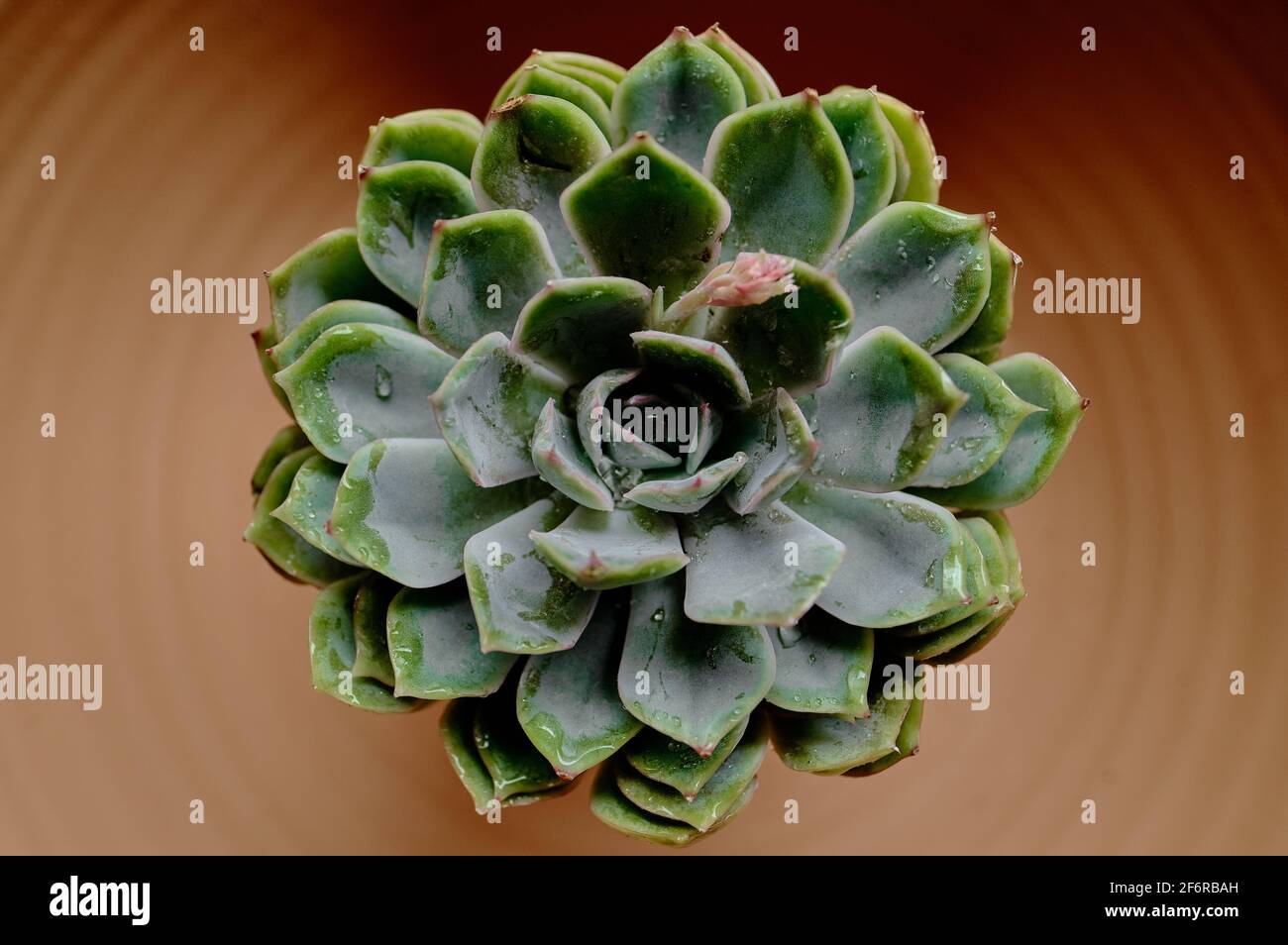 succulent plant over a ceramic bowl Stock Photo