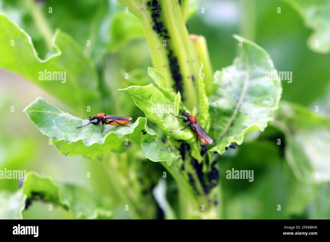 Family bibionidae hires stock photography and images Alamy