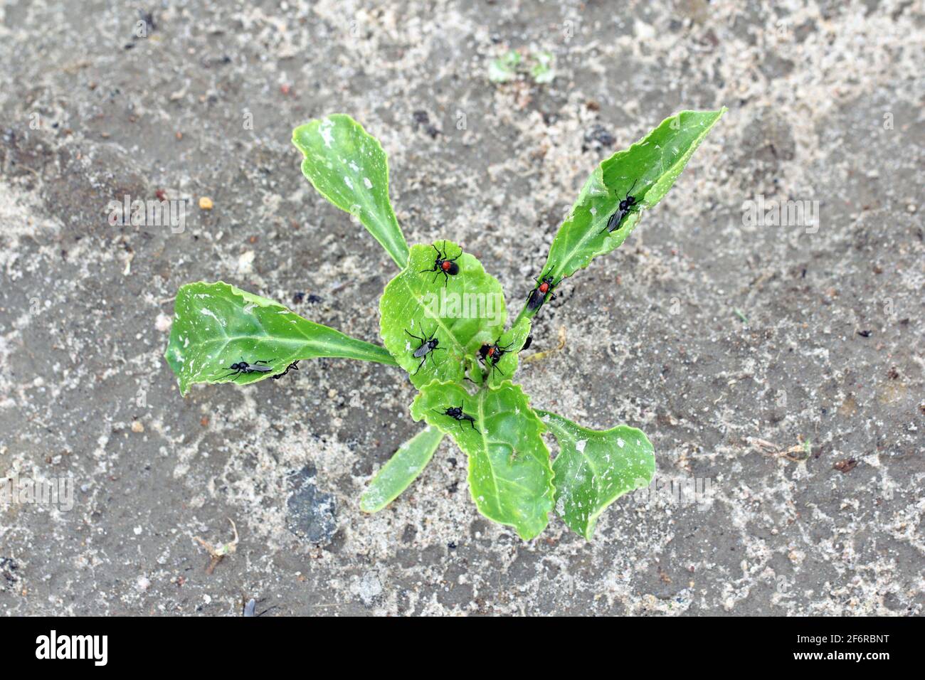 Bibio hortulanus is a fly from the family Bibionidae called March flies and lovebugs on sugar