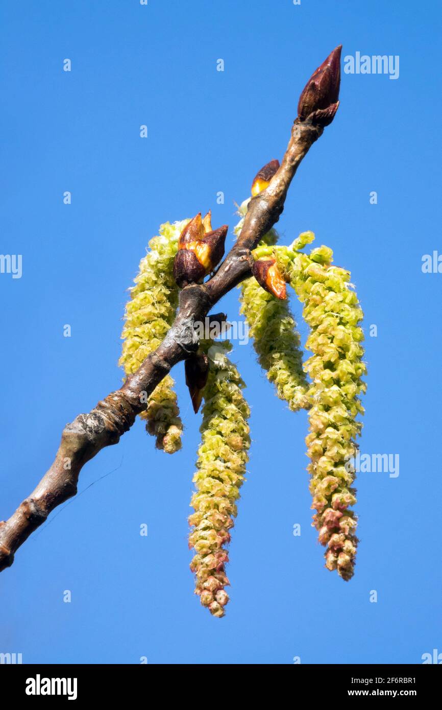 Populus canescens catkins on branch Gray poplar Spring pollen Stock Photo