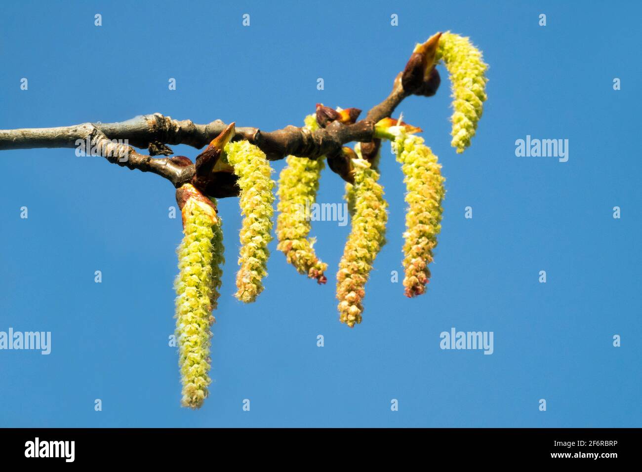 Grey poplar catkins Populus x canascens Poplar branch Stock Photo