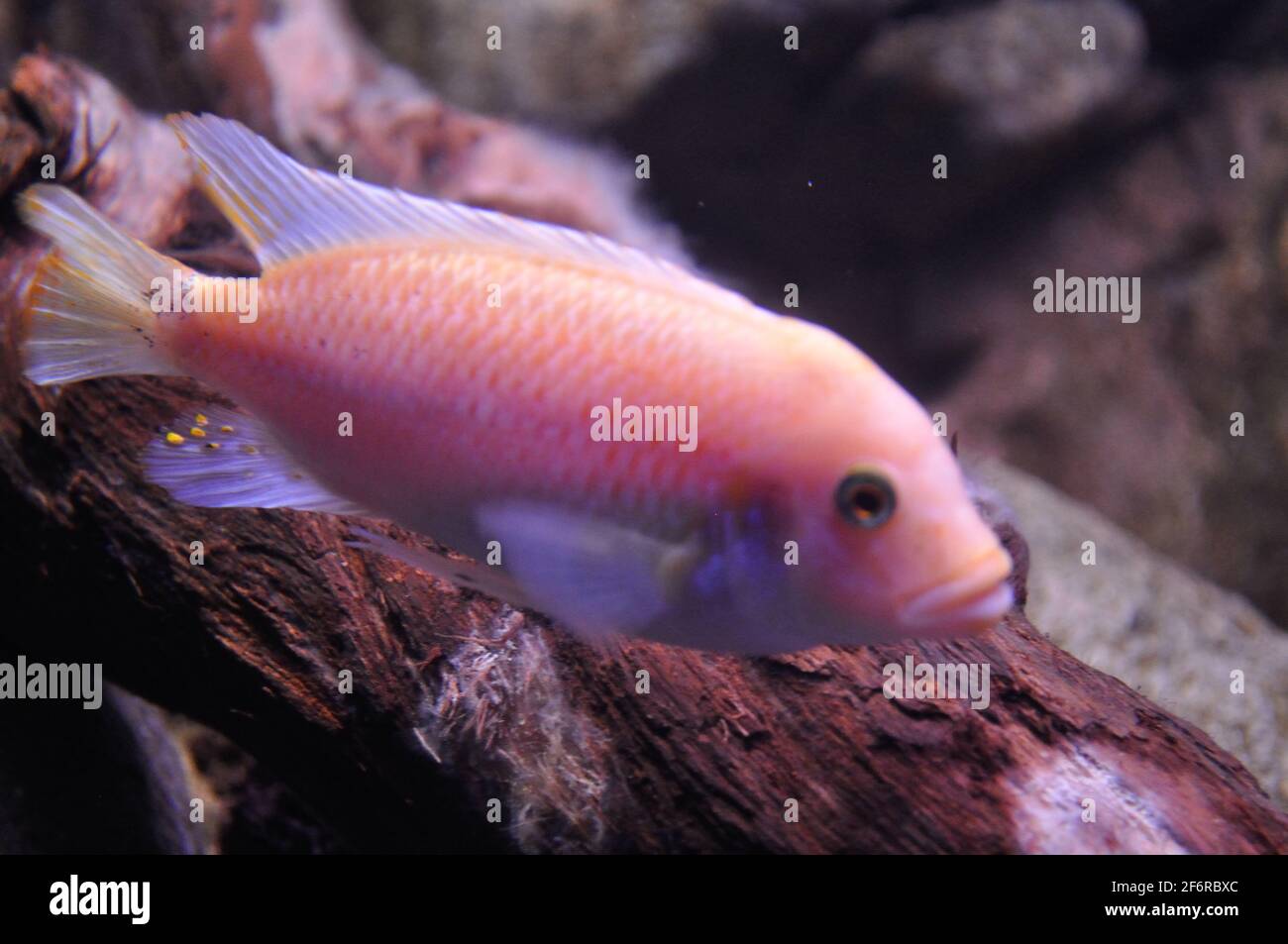 pink fish with black eye and transparent fins Stock Photo - Alamy