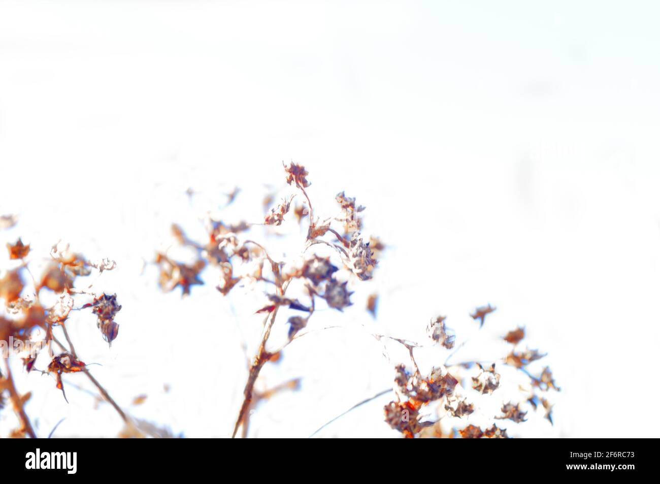 the flowers lose their color with the entrance of the light for the high key Stock Photo Alamy