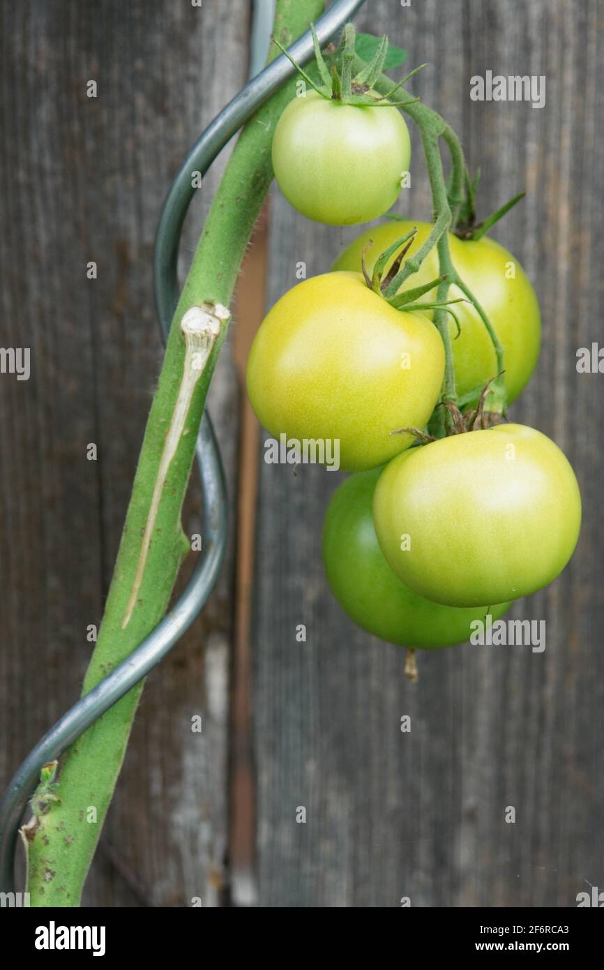 tomato plant outside Stock Photo Alamy