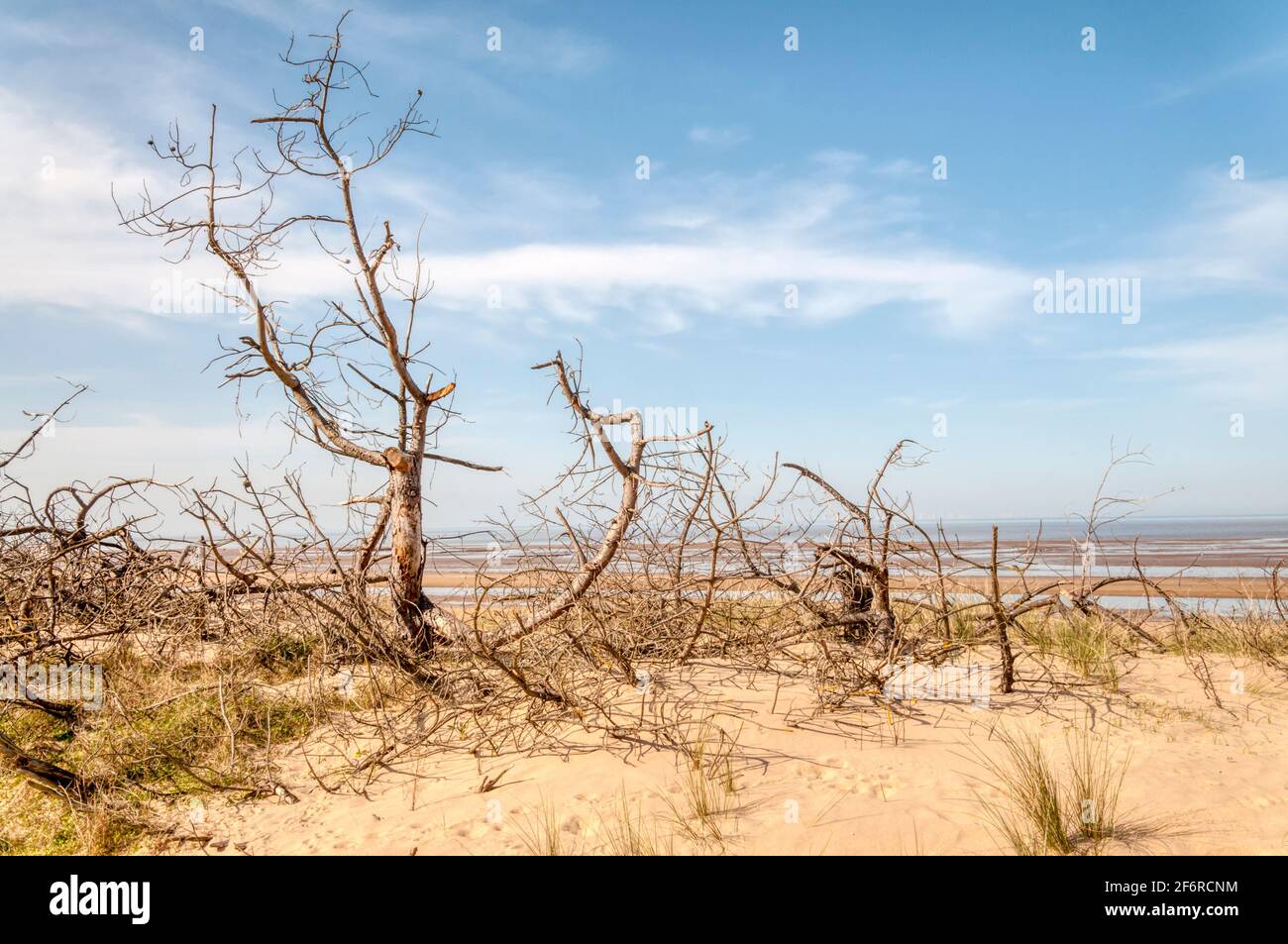 Dead trees on dunes behind an empty beach at Holme Dunes nature reserve, North Norfolk. Stock Photo