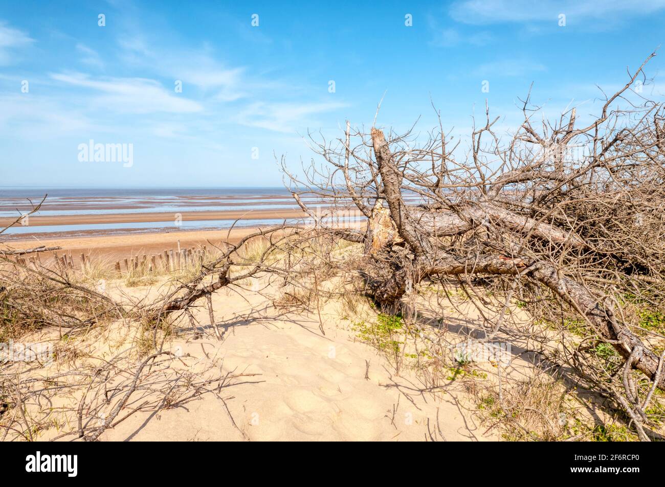 Dead trees on dunes behind an empty beach at Holme Dunes nature reserve, North Norfolk. Stock Photo