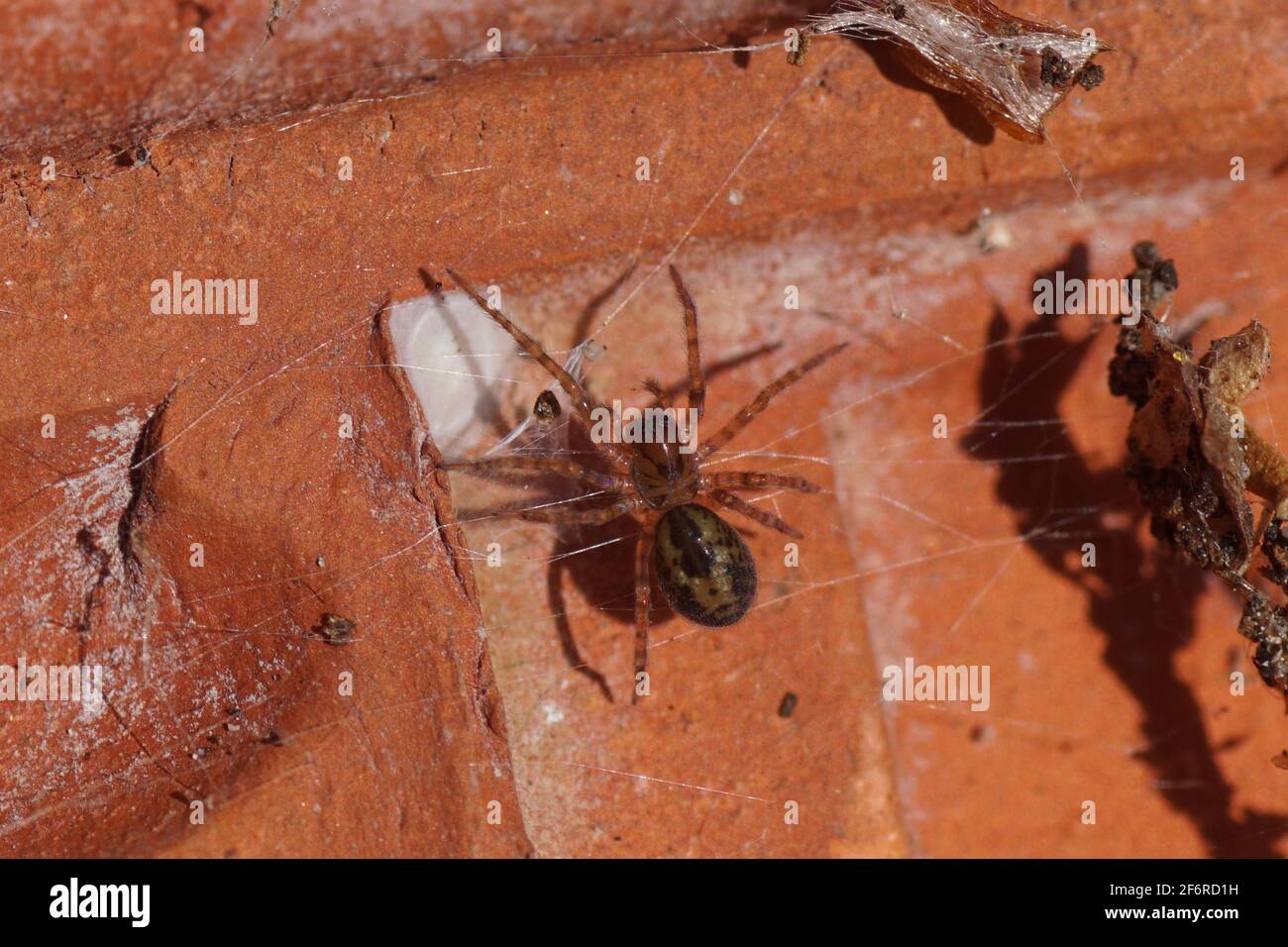 Under faded cobwebs and under a roof tile on the ground. Window spider, Amaurobius fenestralis or Amaurobius similis. Family tangled nest spiders Stock Photo