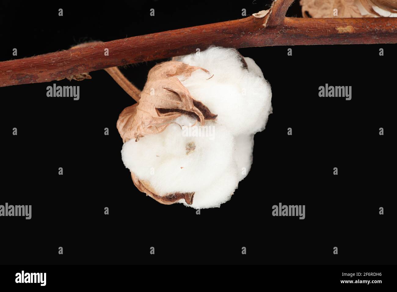Cotton soft plant Stock Photo Alamy