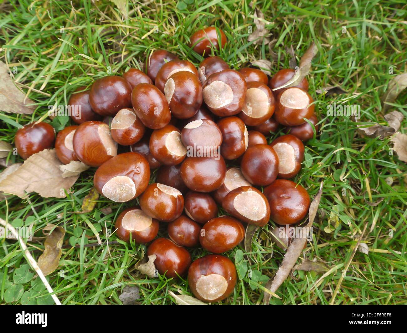 chestnut horse conker Stock Photo