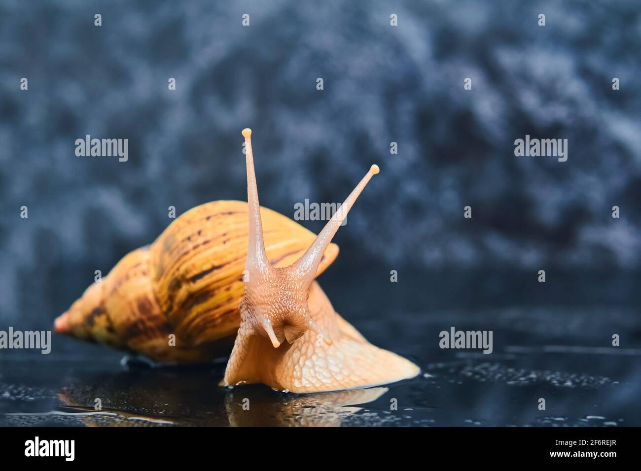 large yellow live snail on a smooth black surface against a dark background Stock Photo