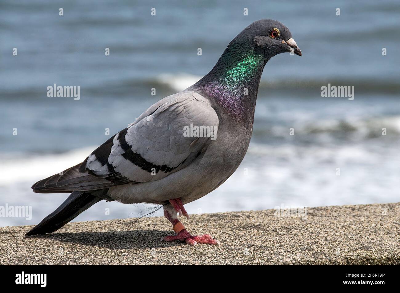 Feral pigeon by the sea Stock Photo Alamy
