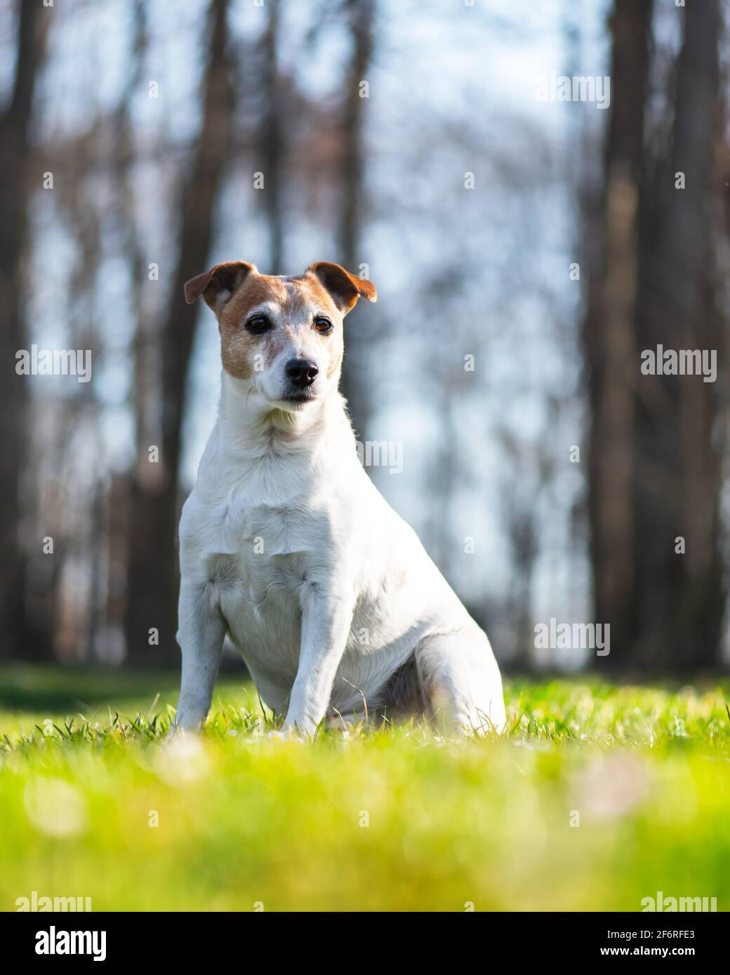 Jack russel terrier on green lawn in spring park. Happy Dog with serious gaze Stock Photo