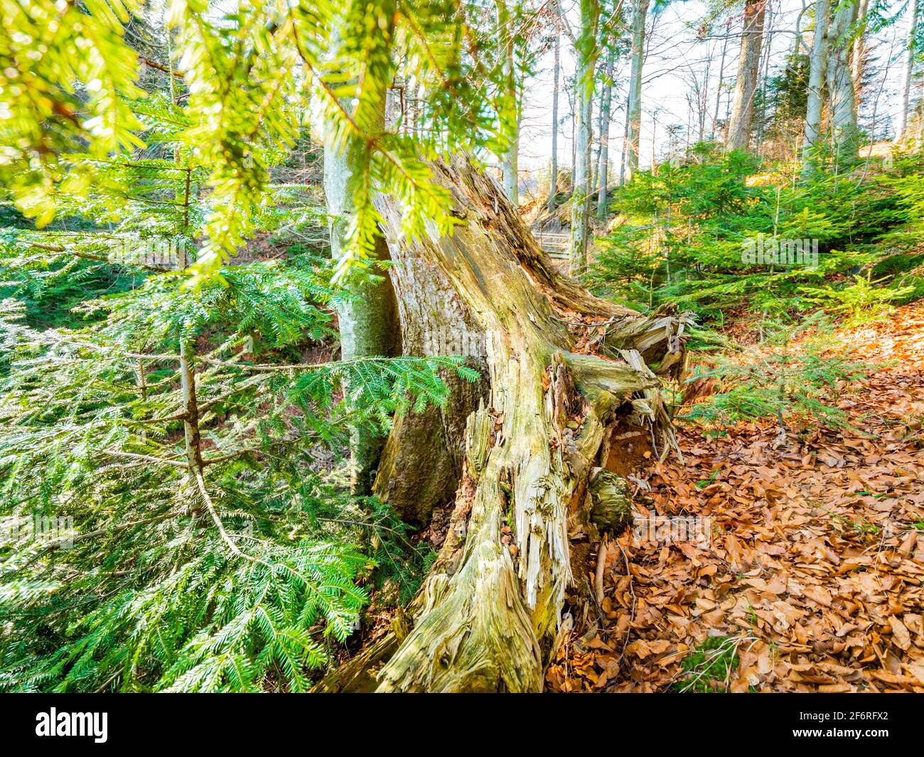Dried tree trunk near coastline pathway trail on Lokve in Croatia Europe Stock Photo