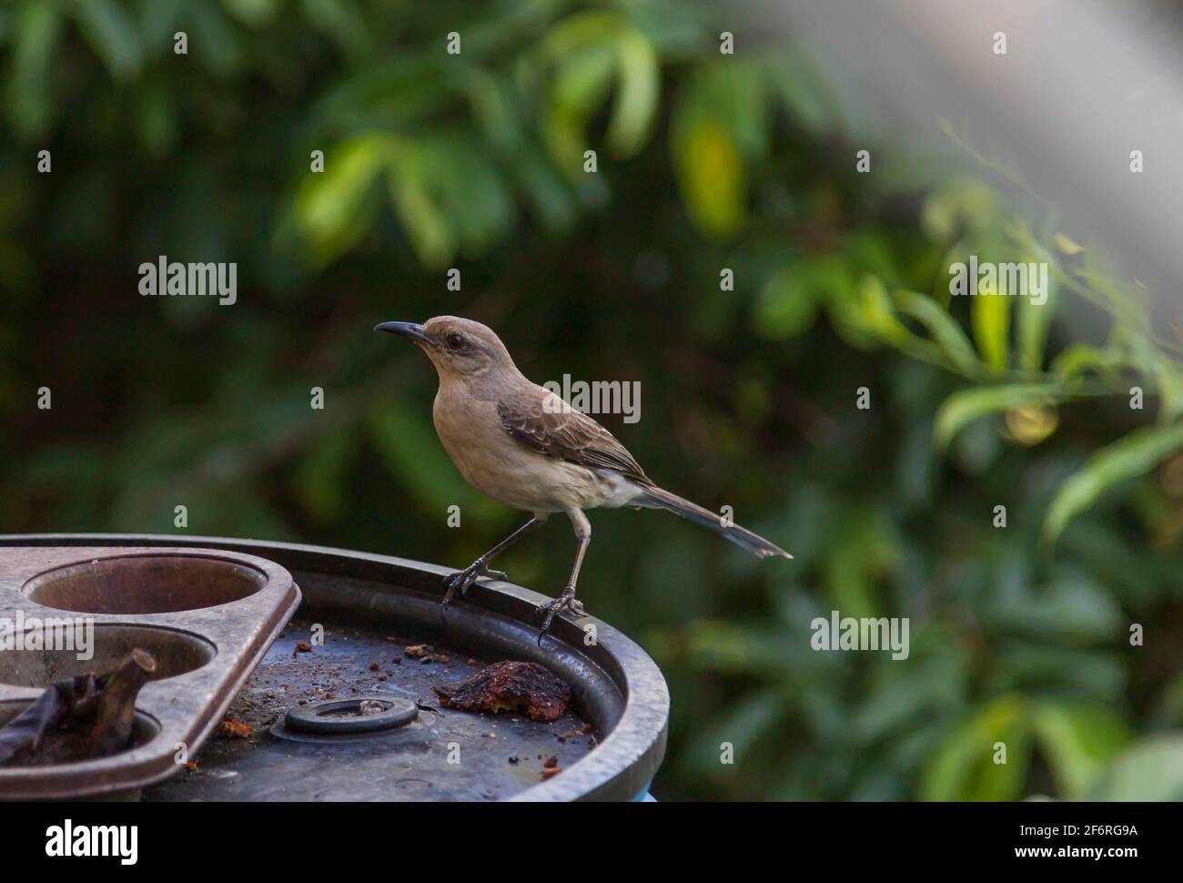 Tropical mocking bird on the edge of a container Stock Photo