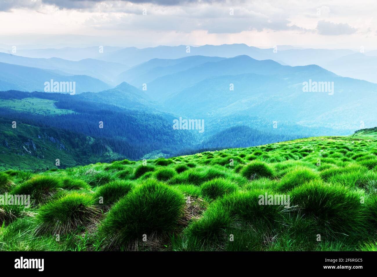 Lush green grass covered mountains meadow in summer time. Soft sunrise ...