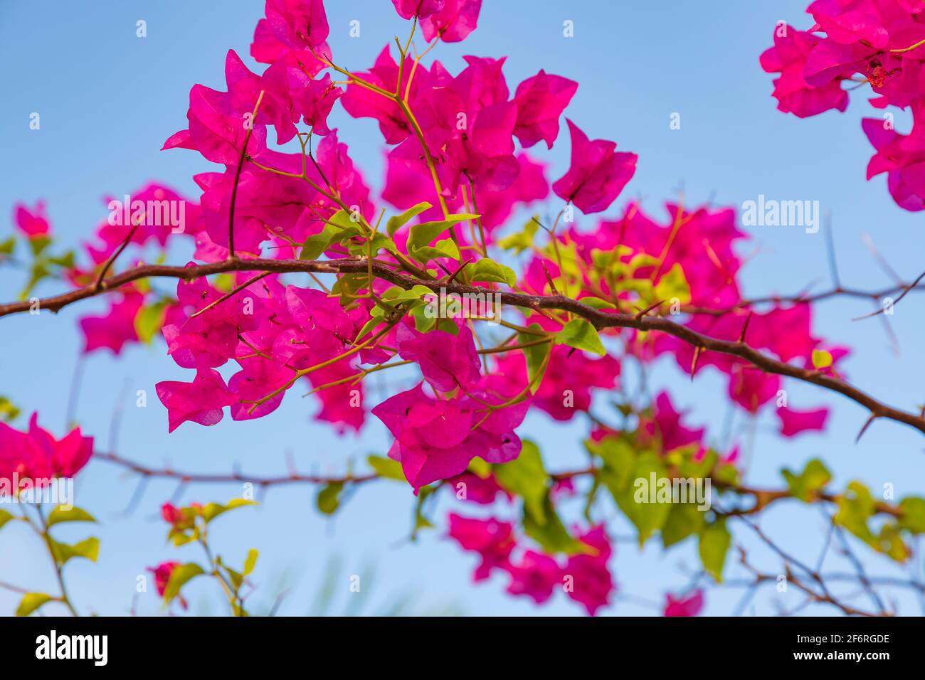 pink bougainvillea flowers with prickly stems Stock Photo