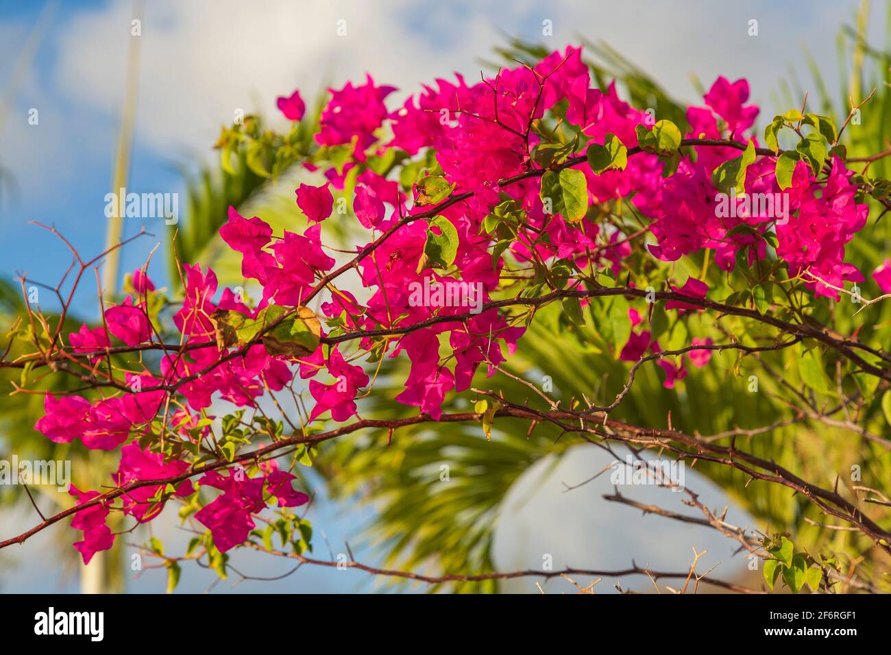 pink bougainvillea flowers with prickly stems Stock Photo