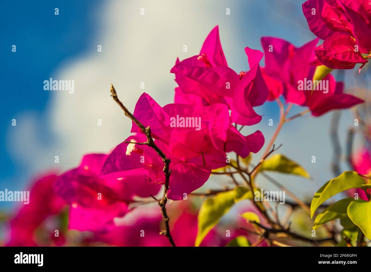 pink bougainvillea flowers arrangeed diagonally in frame Stock Photo