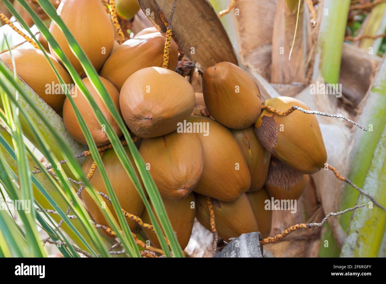 Young coconuts in a bunch on a tree Stock Photo