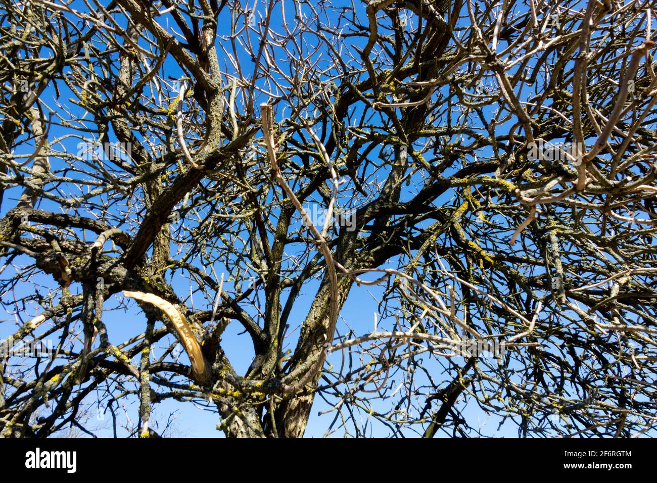 Sambucus nigra, old shrub leafless branches in winter Stock Photo