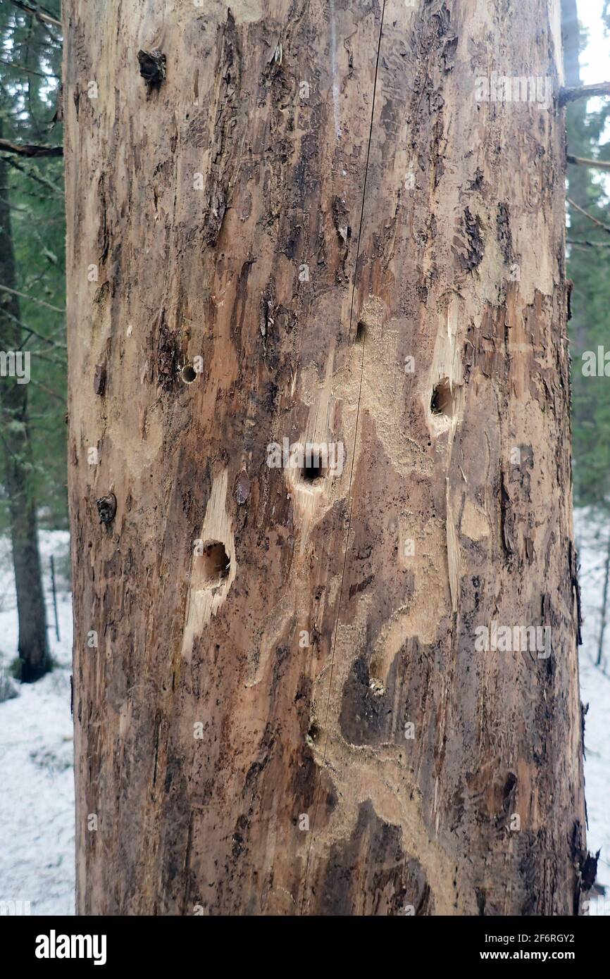 tree trunk with woodpecker holes. A tree with holes made by a woodpecker's beak Stock Photo