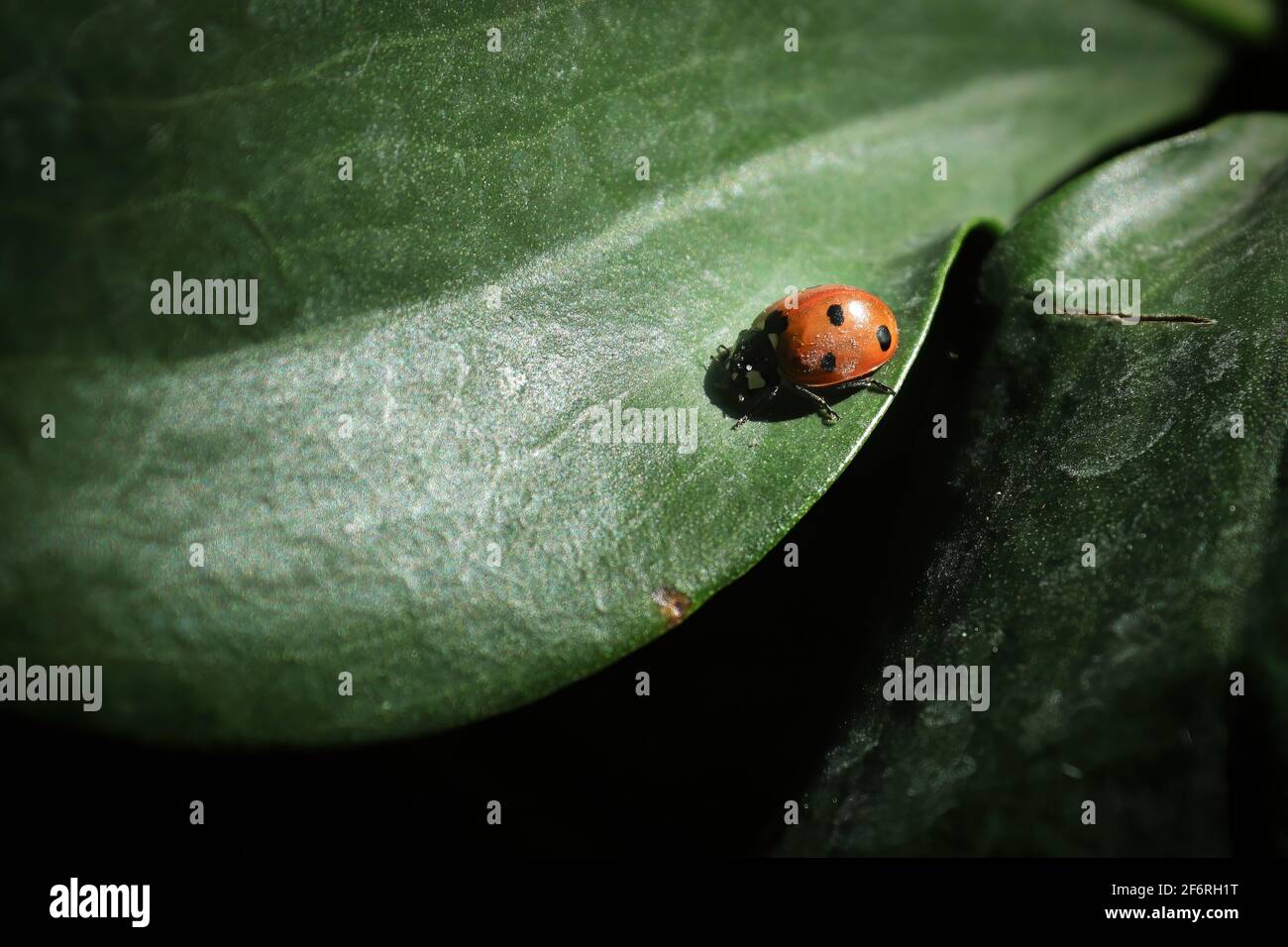 Background of a ladybug on a green smooth leaf Stock Photo