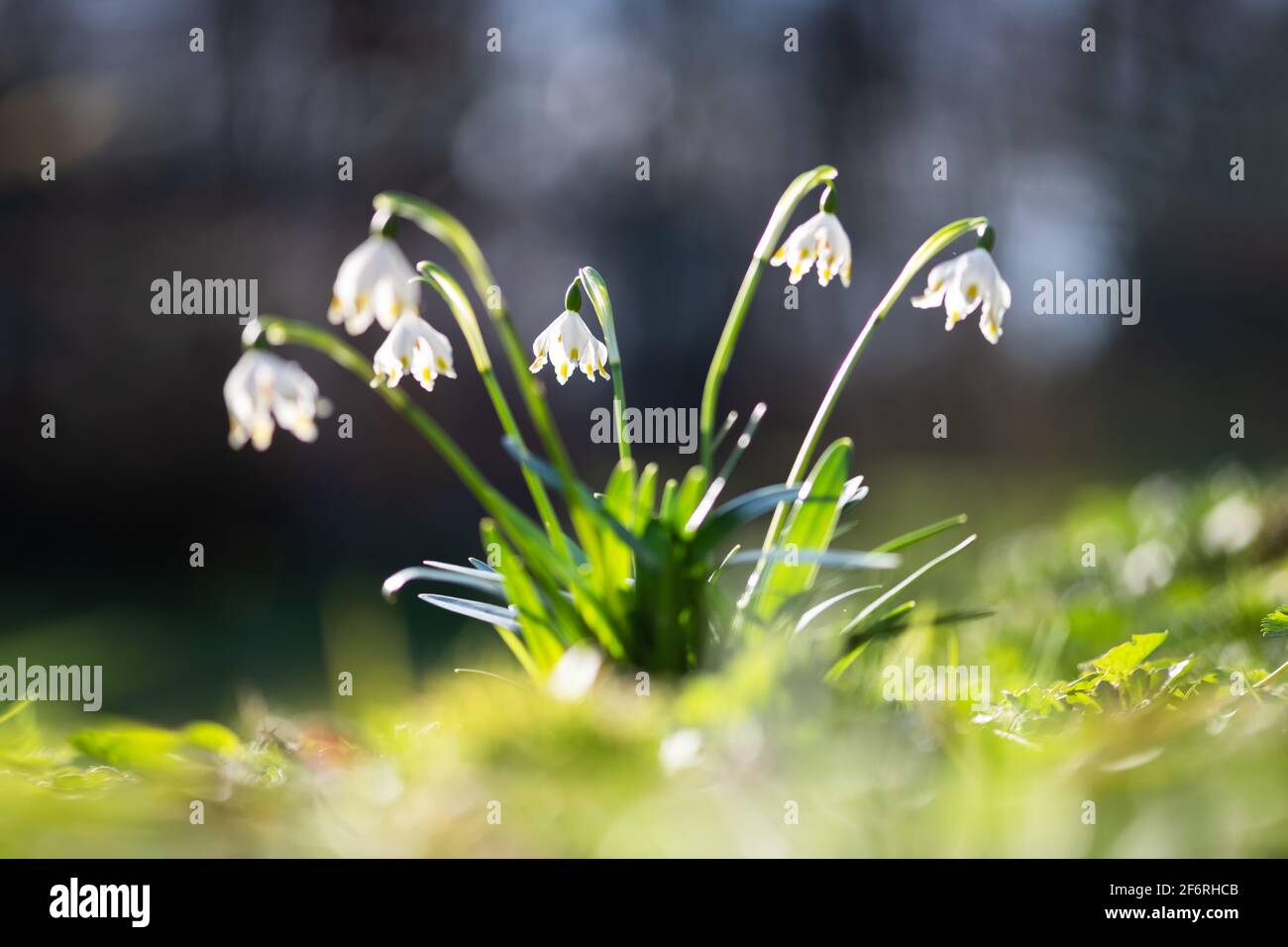 Snowdrop flowers on spring meadow forest closeup. Macro nature photography Stock Photo