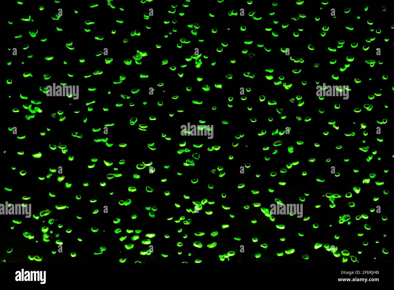 Green abstract water bubbles pattern in interior on a black background ...